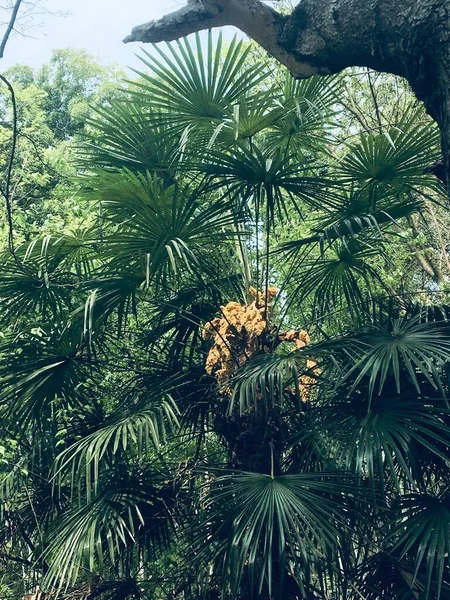 palm trees in the forest