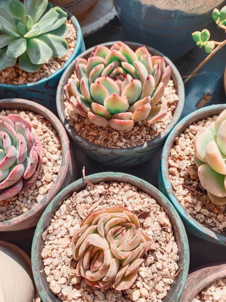 cactus in pots, succulent plants, succulents, cacti, flowers, green, pink, white, black
