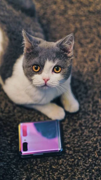 cat with a phone on the background of the table