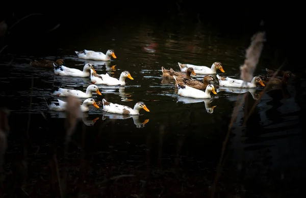 white ducks floating in the water