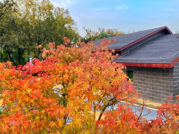 red and yellow leaves on the roof of the house