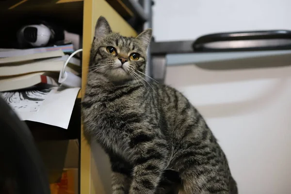 cat with a laptop on the table