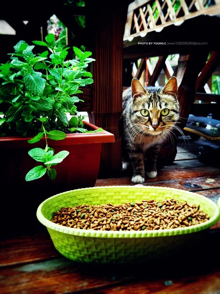 cat eating food in the garden