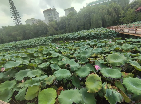 green leaves of the lotus field