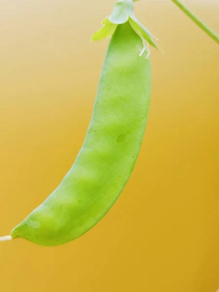 close up of a green bean pod