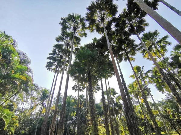 palm tree in the park