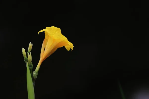beautiful yellow tulip flower on black background