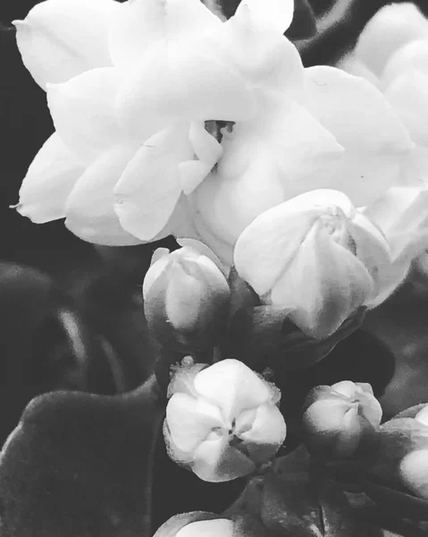 white and black roses in the garden