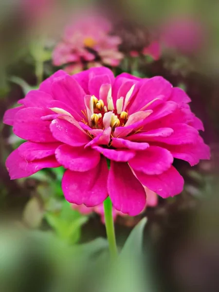 beautiful pink dahlia flower in the garden