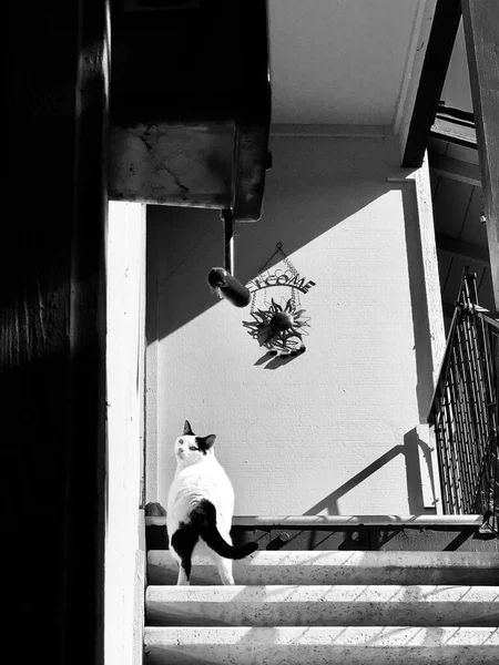 black and white cat in the city