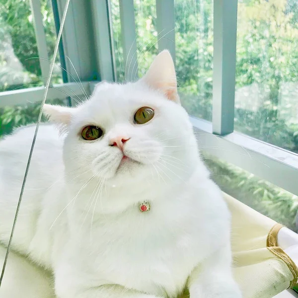 stock image beautiful cat in the garden