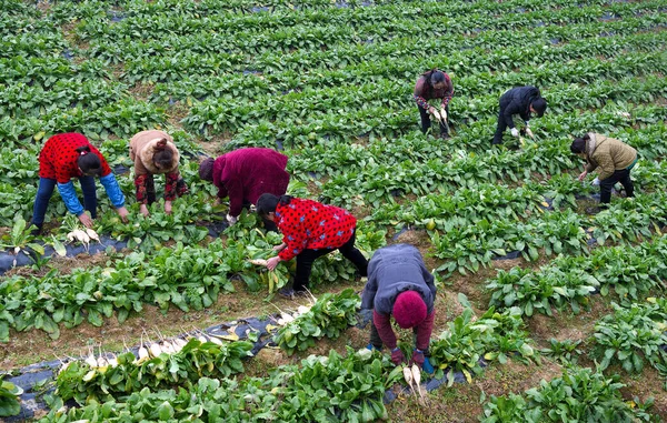 the farmer is harvesting the green tea plantation