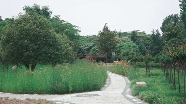 beautiful landscape with a tree and a path