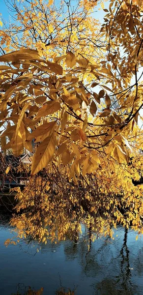 autumn landscape with trees and leaves