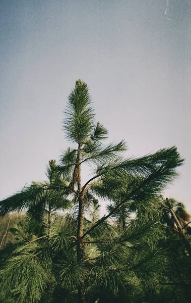 beautiful tropical palm tree with shadow on background