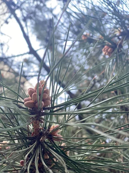 pine cone on a branch of a tree.