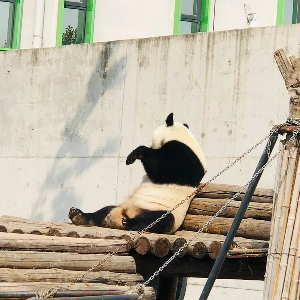 panda and his cute pandas