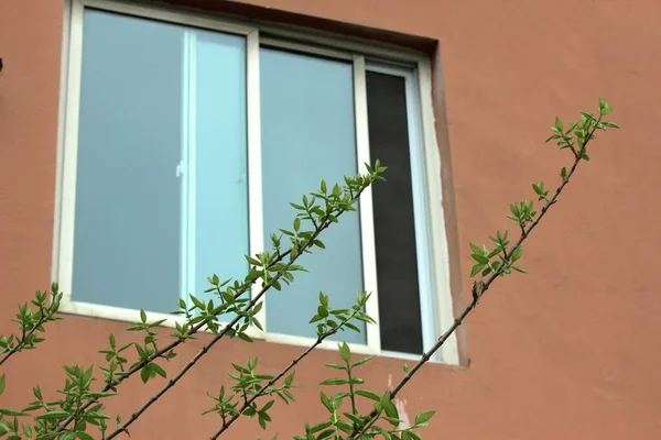 window with a green plant