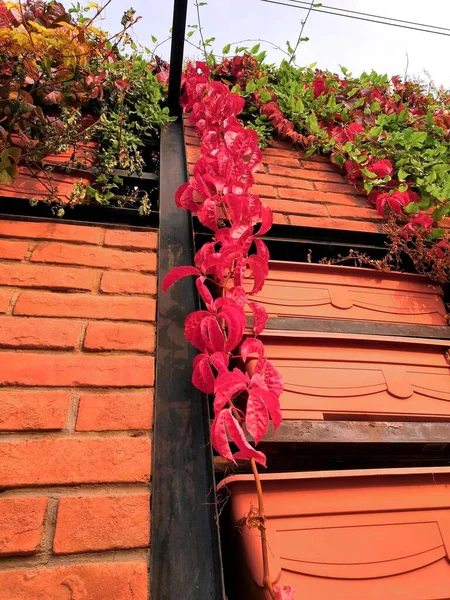 red brick wall with flowers