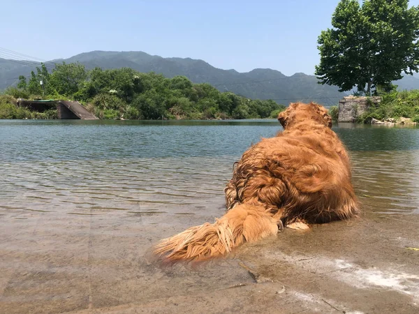 dog in the mountains