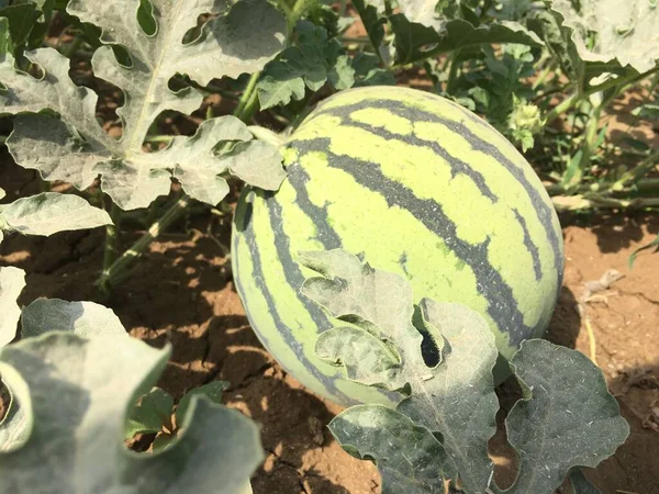 ripe watermelon on the farm