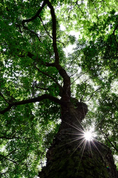 Árboles Verdes Bosque — Foto de Stock