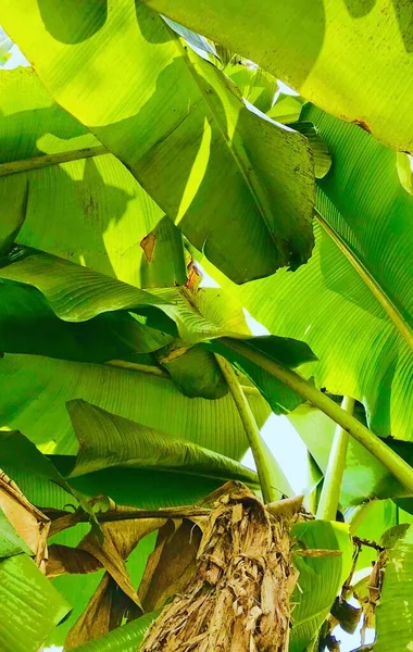 green leaves of banana tree