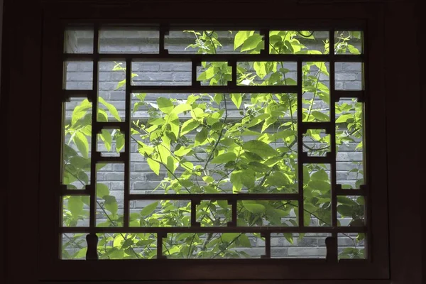 window with green leaves and a glass of water