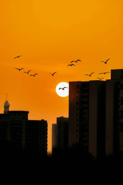 silhouette of a bird on the background of the city