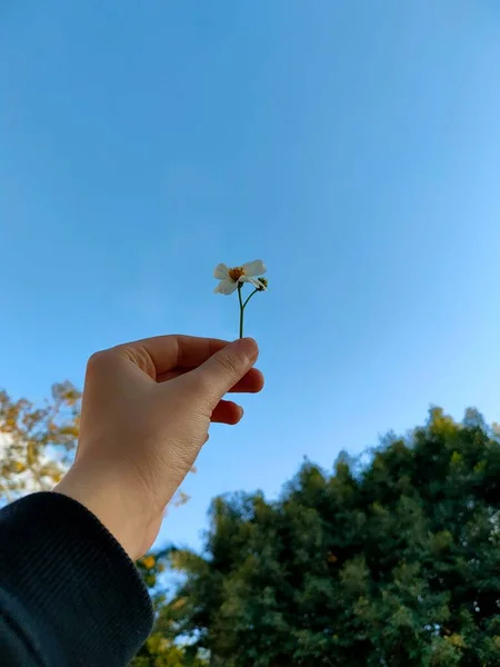 hand holding a green leaf on a blue sky background