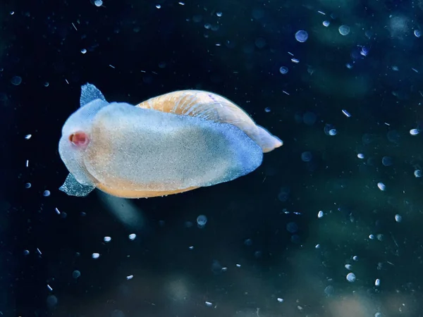 underwater world. sea animal.