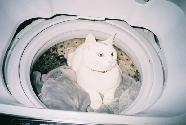 washing machine with blue eyes and white cat