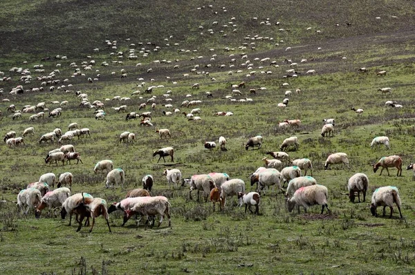 flock of sheep in the field