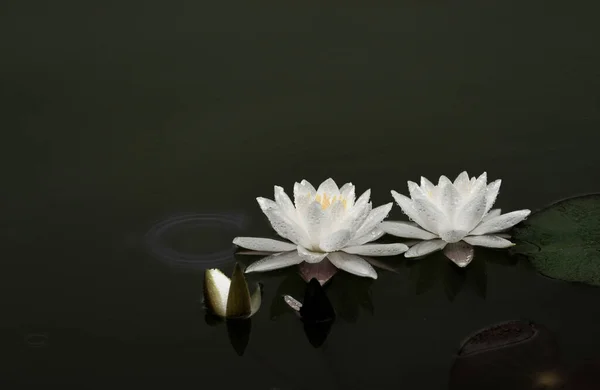 beautiful white lotus flower on black background