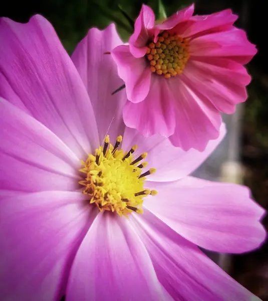 stock image beautiful pink flower in the garden