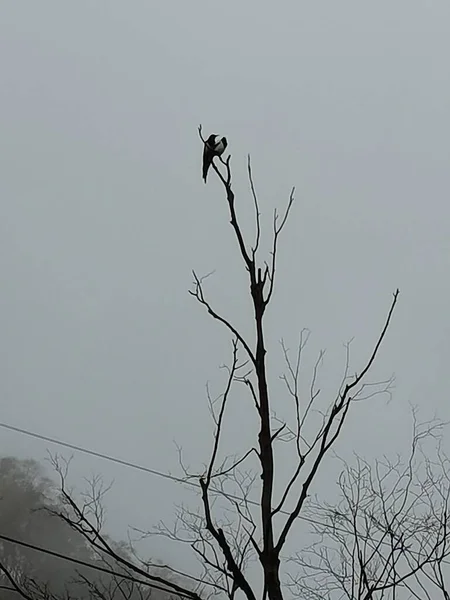 black and white crow on the tree