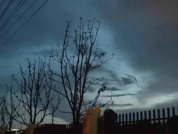 silhouette of a tree in the night sky