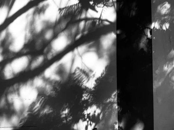 black and white photo of a tree in the forest