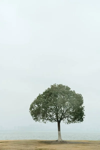 lonely tree on the background of the trees