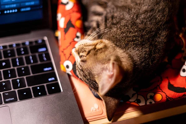 cat with a laptop on the table