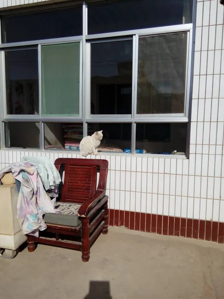 a large window with a dog in the city