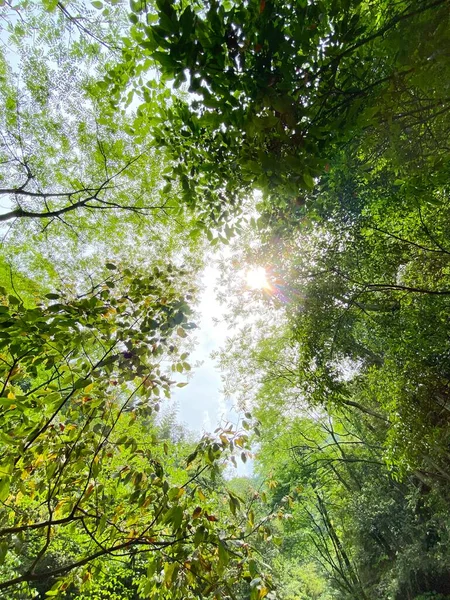 Bosque Verde Por Mañana — Foto de Stock