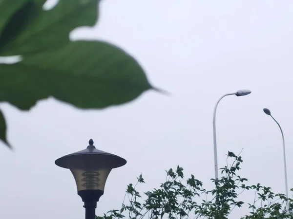 street lamp on the tree