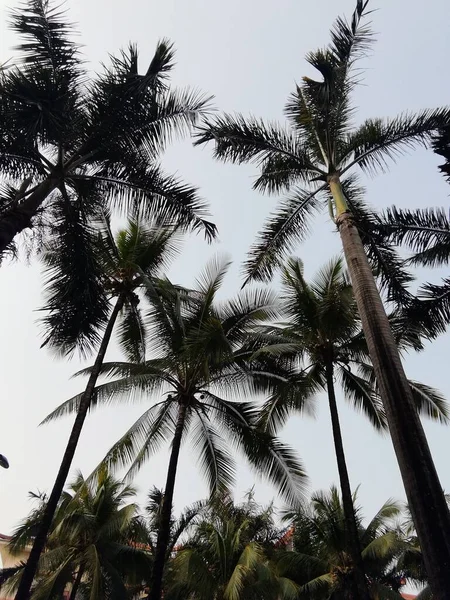 palm trees in the park