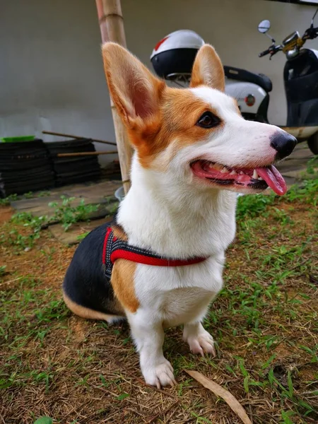 dog with a backpack on the background of the forest