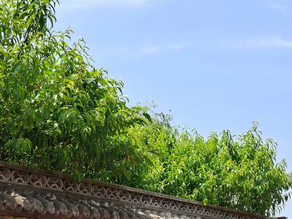 green leaves on the roof of the house