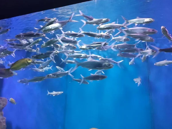 beautiful underwater world of fish