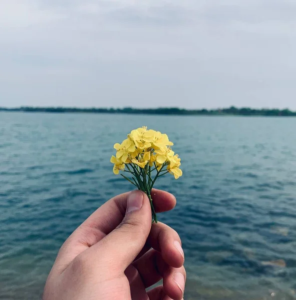hand holding a flower on the beach
