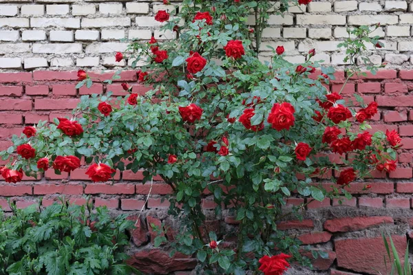 red brick wall with ivy and flowers