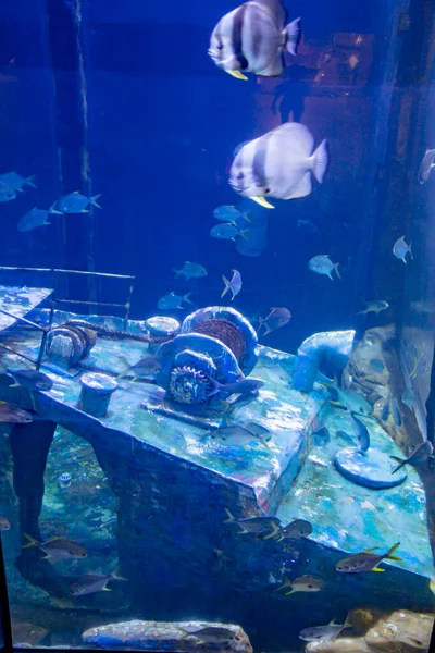 underwater view of a beautiful aquarium